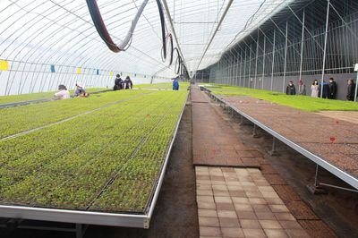lowes seed starter tray